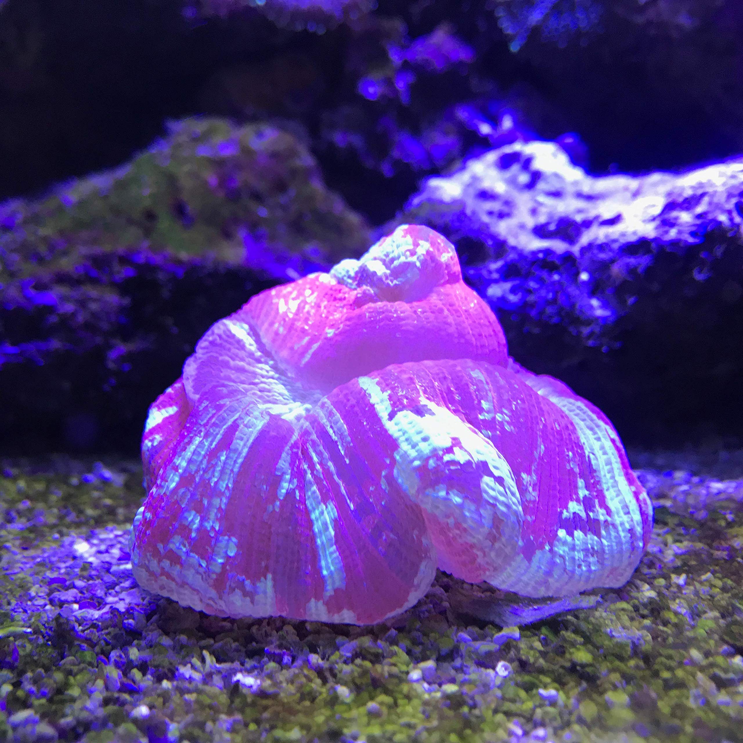 Seachem Reef Plus, minerales traza aportan nutrición esencial para el acuario marino