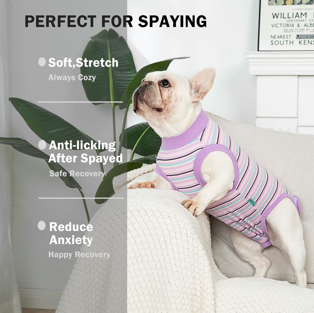 Sebidtco onesie postoperatorio para perros tras esterilización femenina; facilita comer y moverse.