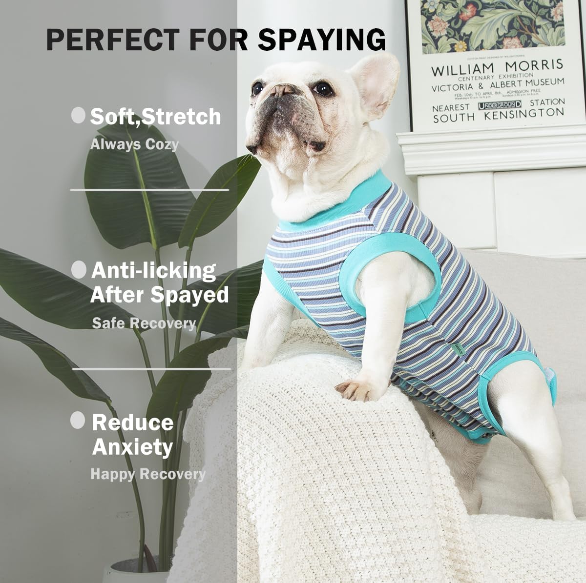 Sebidtco pijama quirúrgico para perro hembra: comodidad postoperatoria.