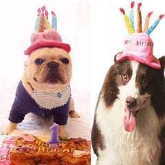 Secfanya sesión fotográfica de mascotas con sombrero azul, perfecto para recuerdos.