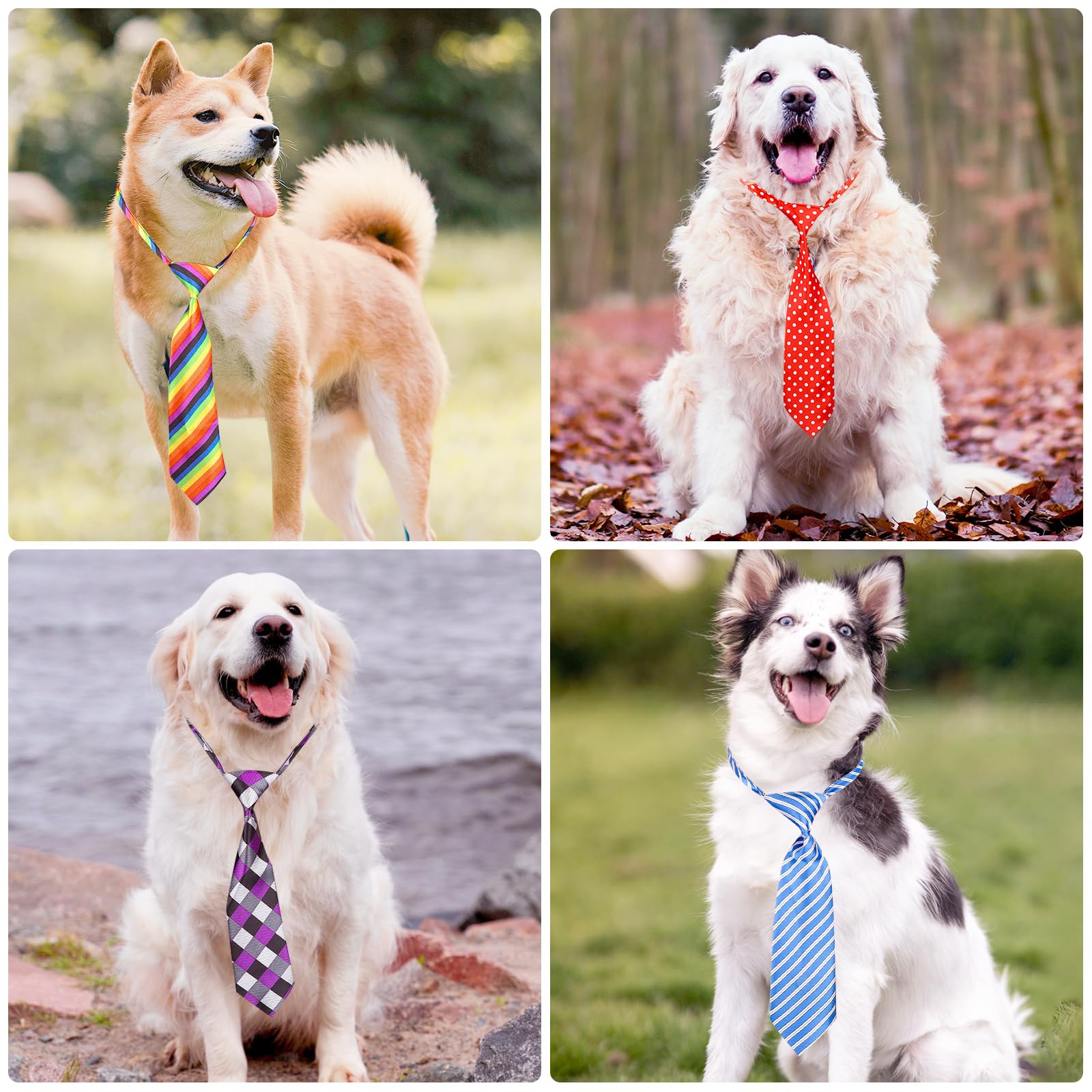 Segarty perro luciendo un lazo elegante para boda o fiesta.