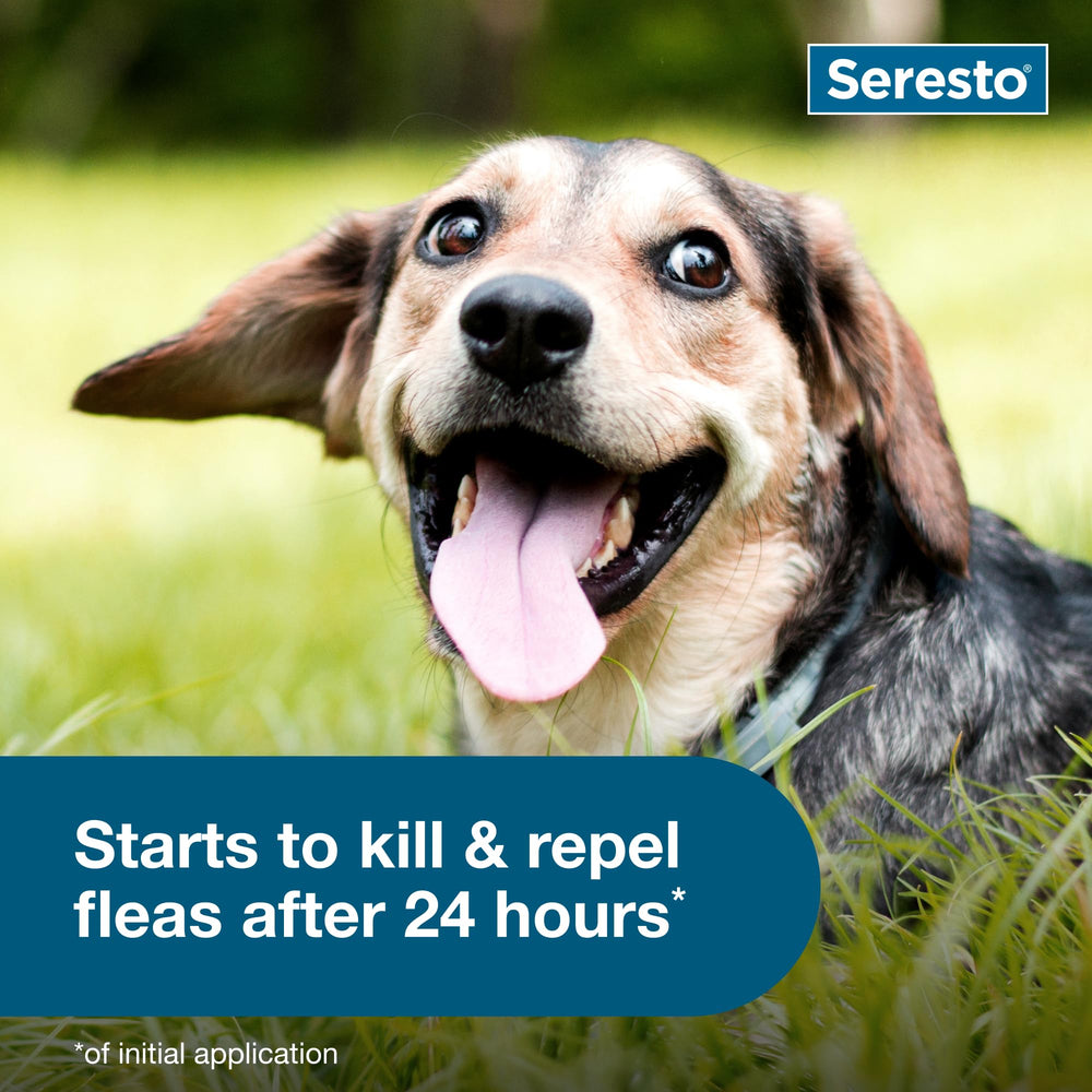 Seresto collar para perro pequeño, diseño resistente al agua, útil tras lluvia.