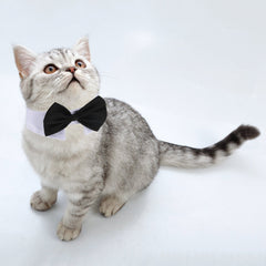 Shappy collar ajustable para grooming de mascotas, fácil de poner
