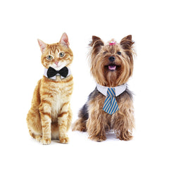Shappy pajarita negra clásica para mascotas, ideal para sesiones de fotos