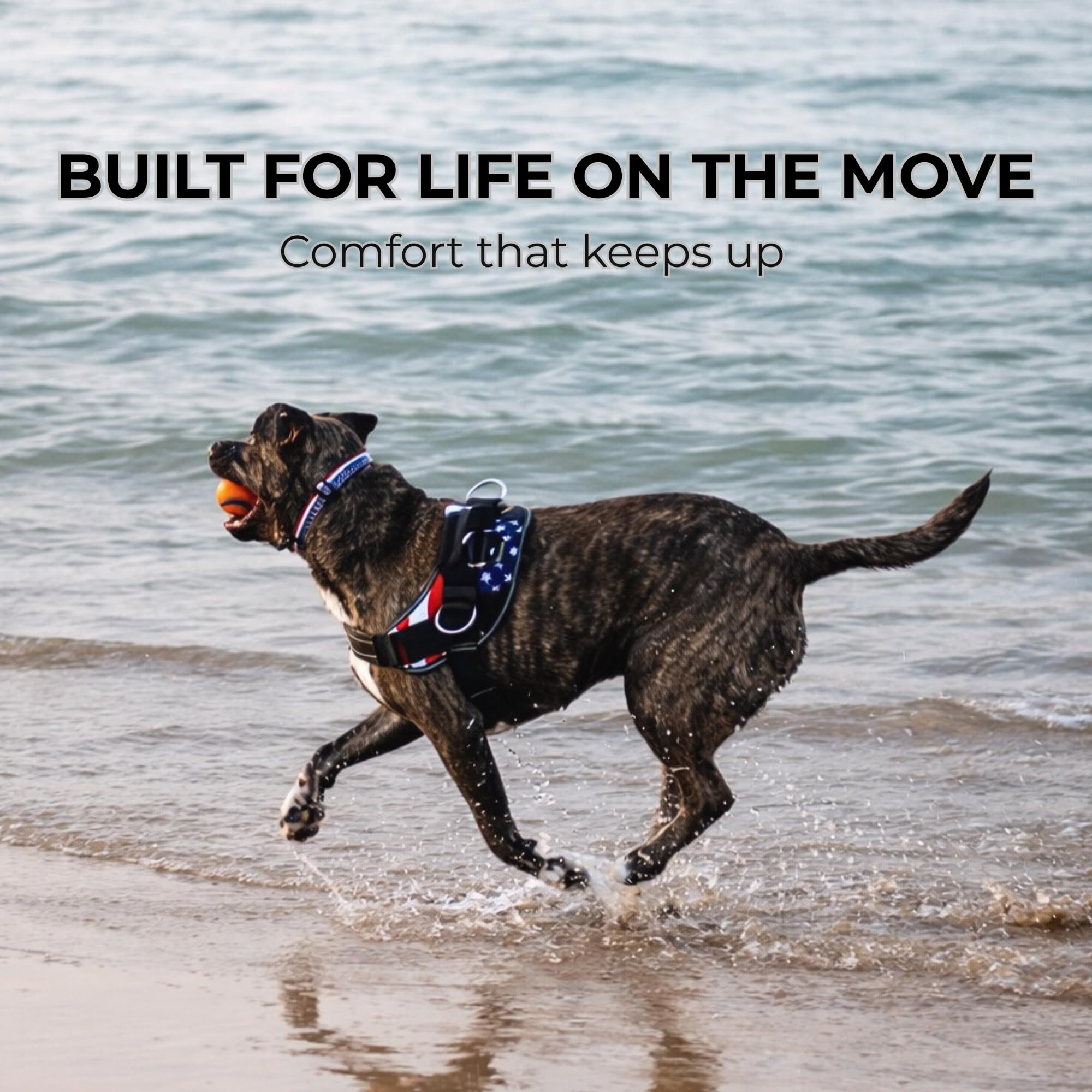 Diseño resistente del arnés ShawnCo para uso diario