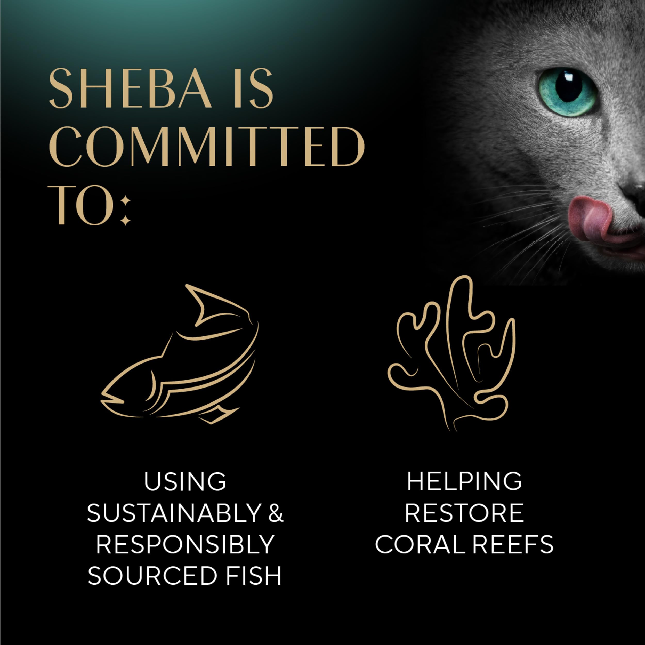 Campaña La Esperanza Crece de Sheba para arrecifes