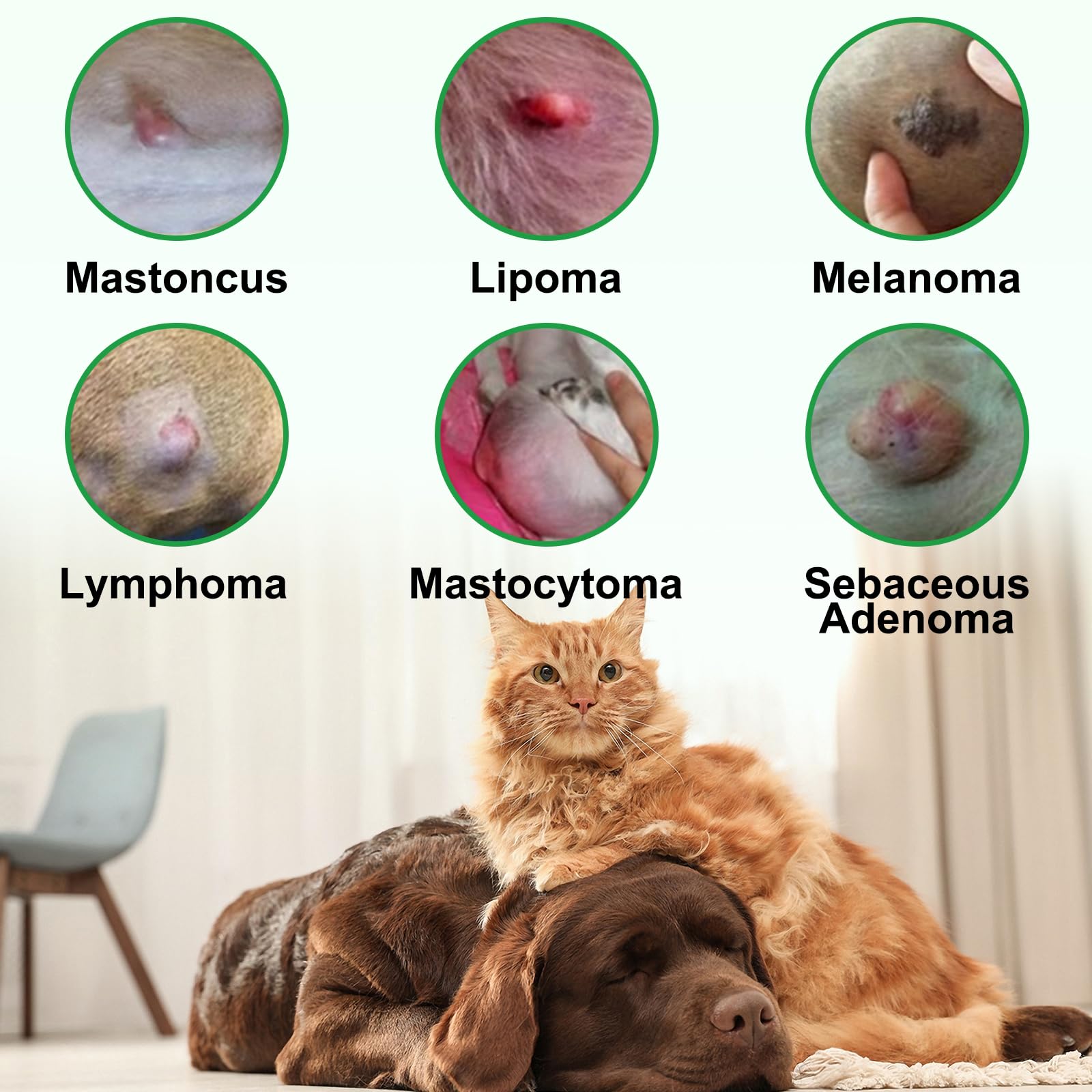 Shuangjia cuidado amable para perros y gatos con lipomas, fortaleciendo vínculo.