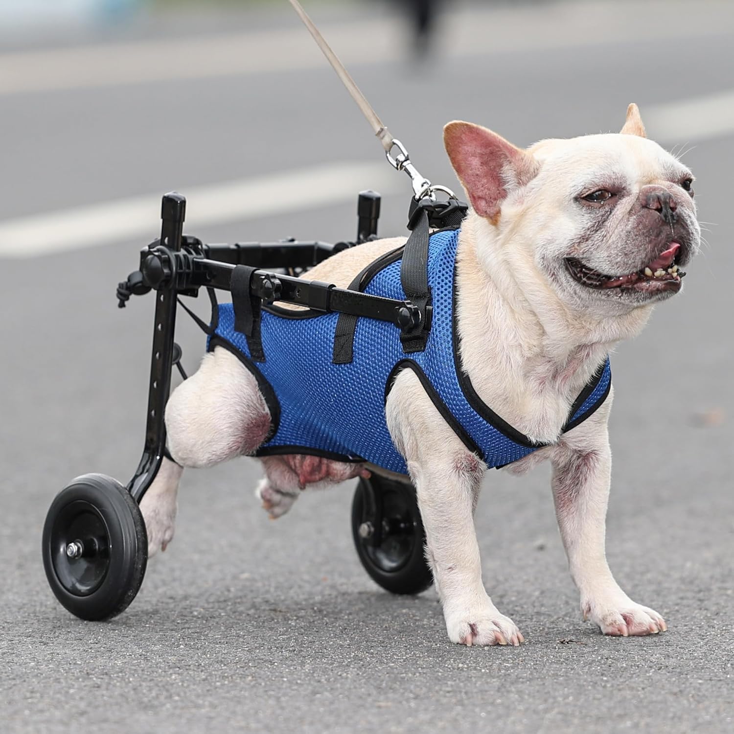 Silla de ruedas para perro pequeño, peso ligero de 1.5 libras