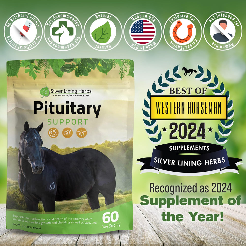 Caballo en establo con Silver Lining Herbs, rutina de cuidado diario.