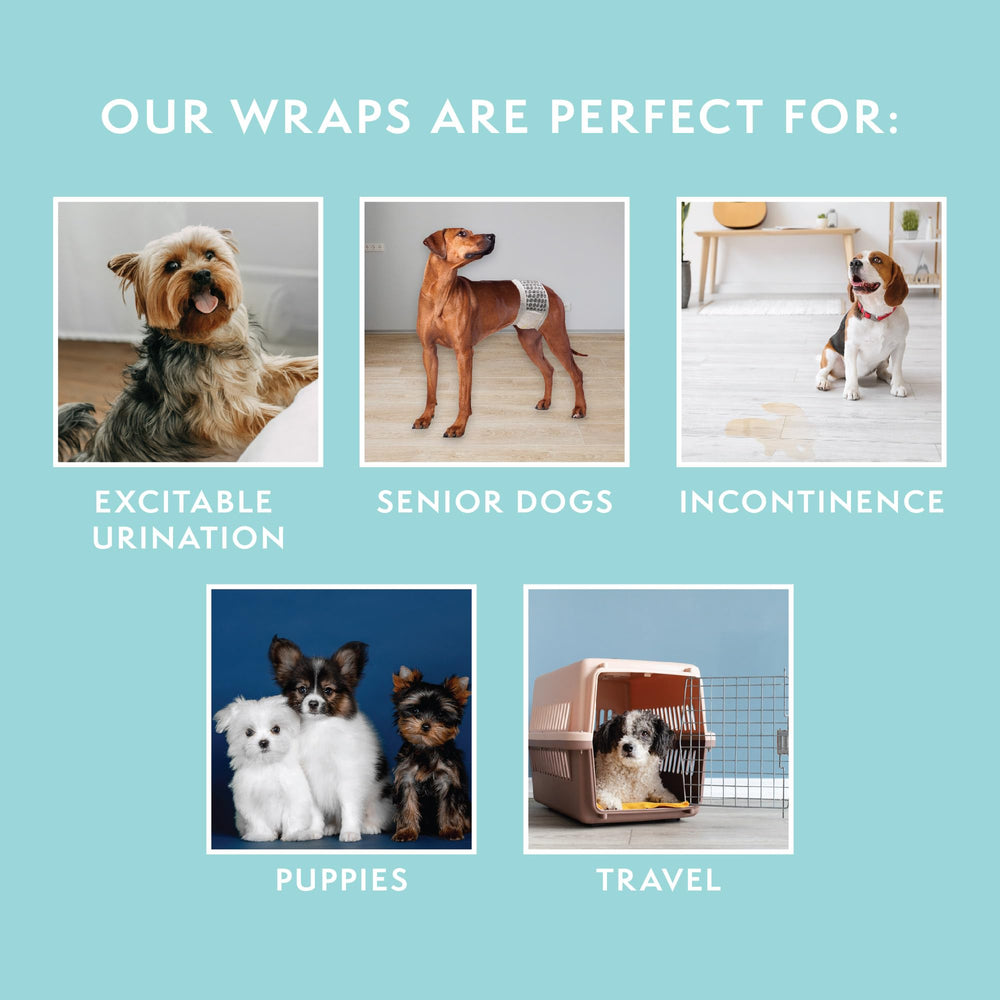 Entrenamiento en casa con Simple Solution, pañales para cachorro macho miniatura