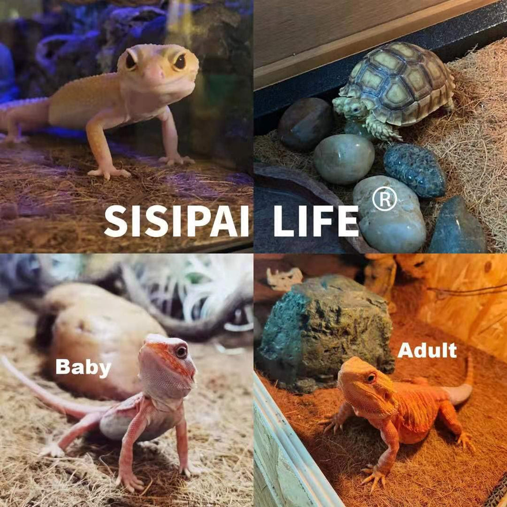 SISIPAI LIFE Alfombra coco evita suciedad y facilita limpieza del terrario.