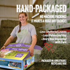 Small Pet Select alfalfa heno para adultos mayores, ayuda con mantenimiento