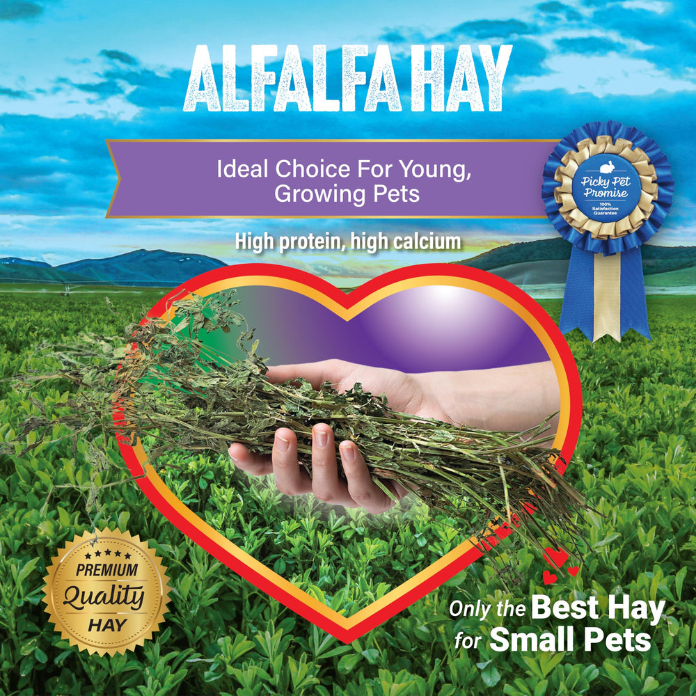 Small Pet Select alfalfa heno, frescura desde la granja y menos polvo