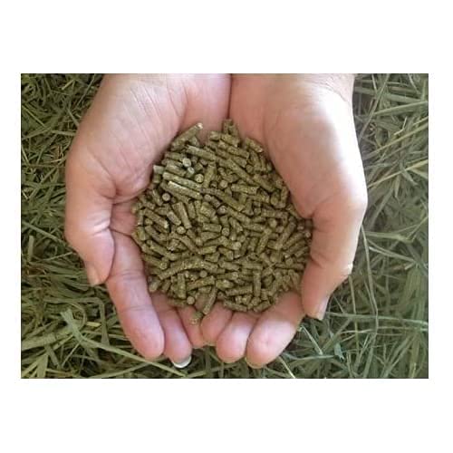 Servir pellets Small Pet Select junto a heno y agua para cobaya