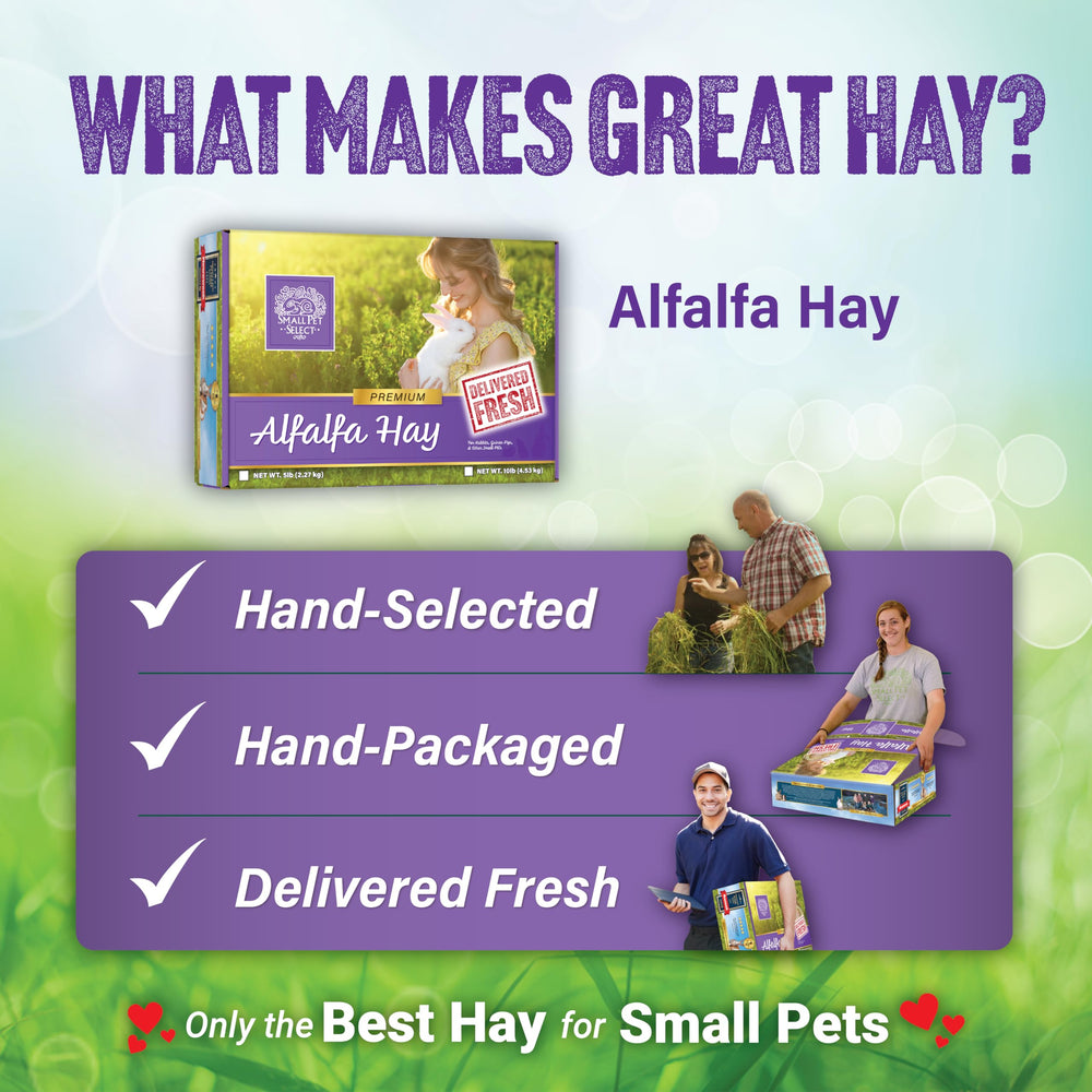 Small Pet Select heno de alfalfa ideal para la caja de comida diaria.