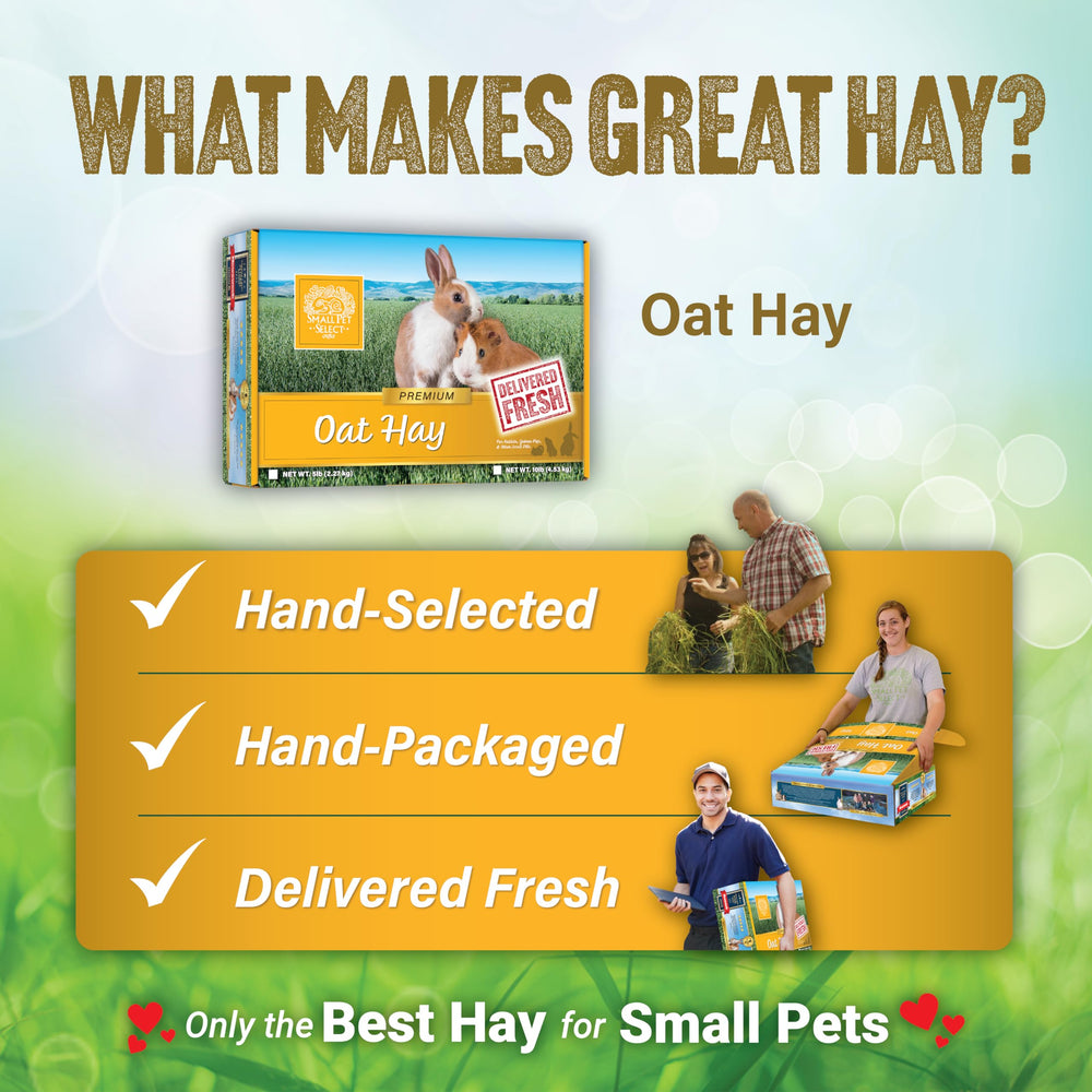 Small Pet Select Heno de Avena: opción para alérgicos al heno timothy.