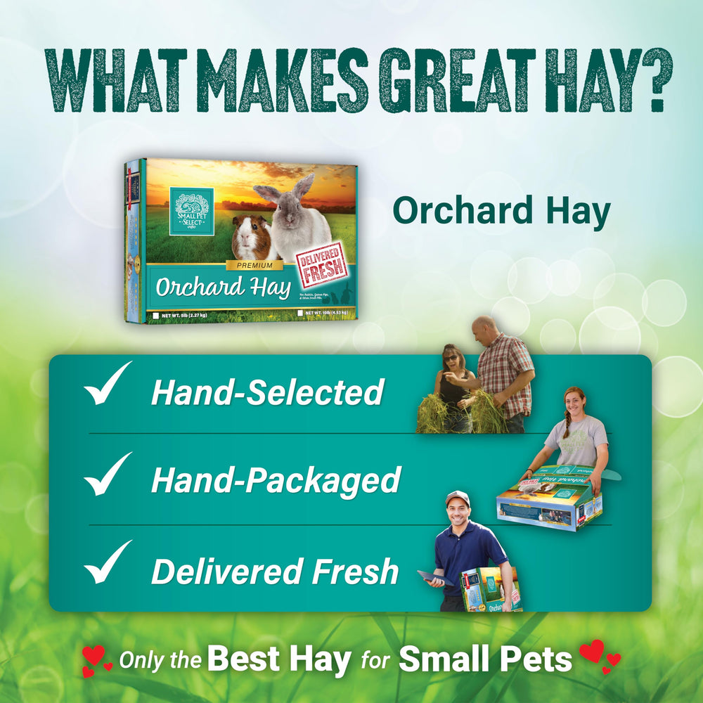 Small Pet Select heno de pasto de huerto lote pequeño y control de calidad