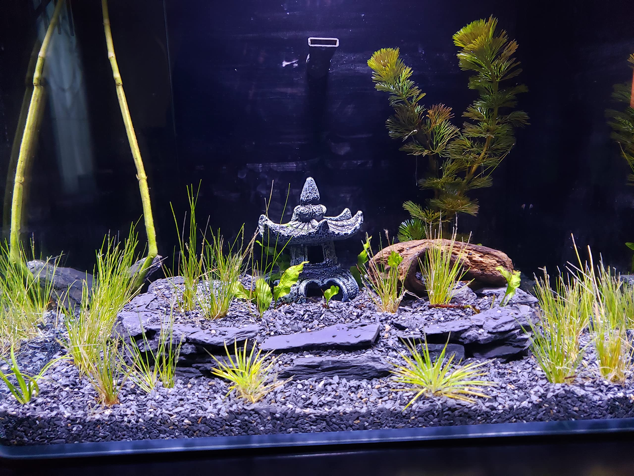 Small World Slate & Stone: pizarra para paludario, ideal para superficies de agua y tierra