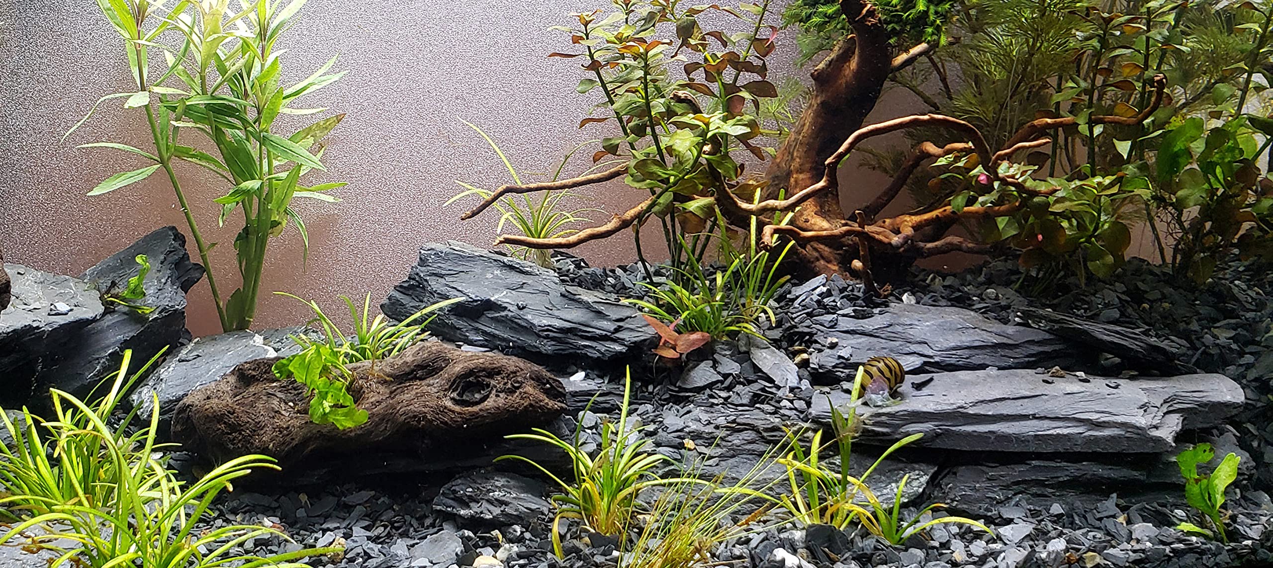 Small World Slate & Stone: muro-paludario de pizarra oscura para rincones naturales.