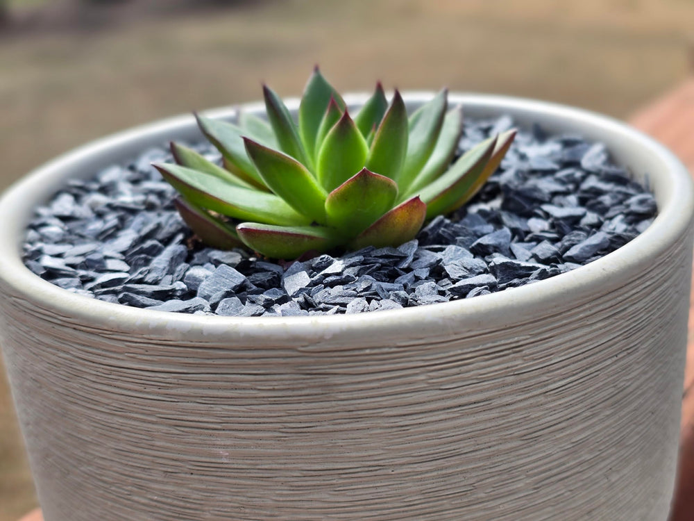 Small World Slate & Stone uso en bonsai y suculentas para texturas