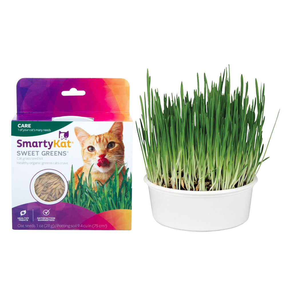 SmartyKat Sweet Greens: gato mordisquea hierba de avena orgánica en casa