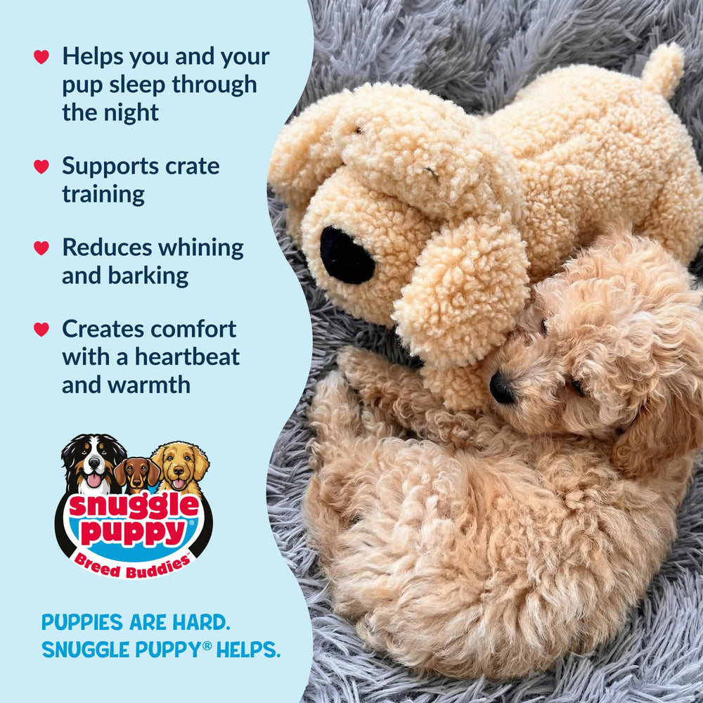 Apariencia mezcla caniche de Snuggle Puppy para cachorros de pelo rizado