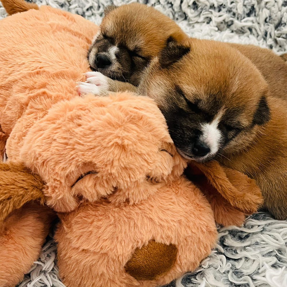 Uso diario de Snuggle Puppy Original Biscuit para apoyo en rutinas de sueño.
