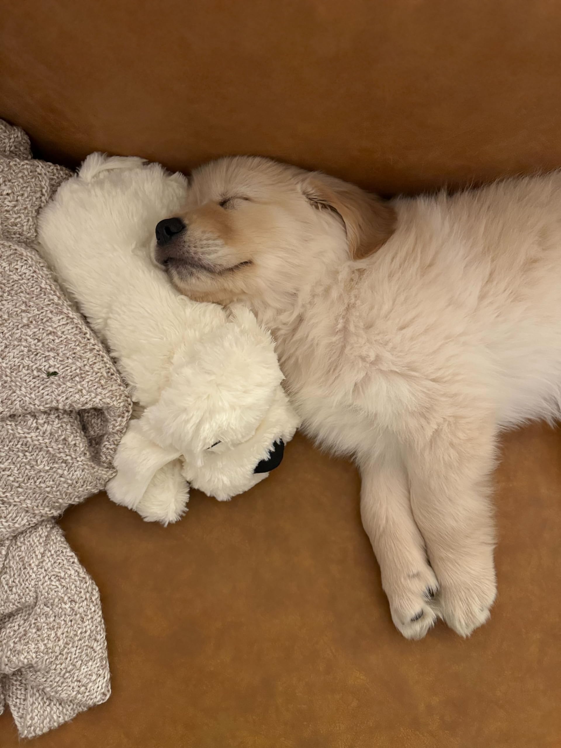 Snuggle Puppy Original: calma la ansiedad nocturna del perro con latido y calor suave.