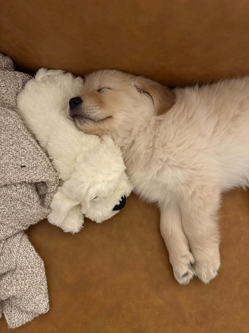 Snuggle Puppy Original: calma la ansiedad nocturna del perro con latido y calor suave.