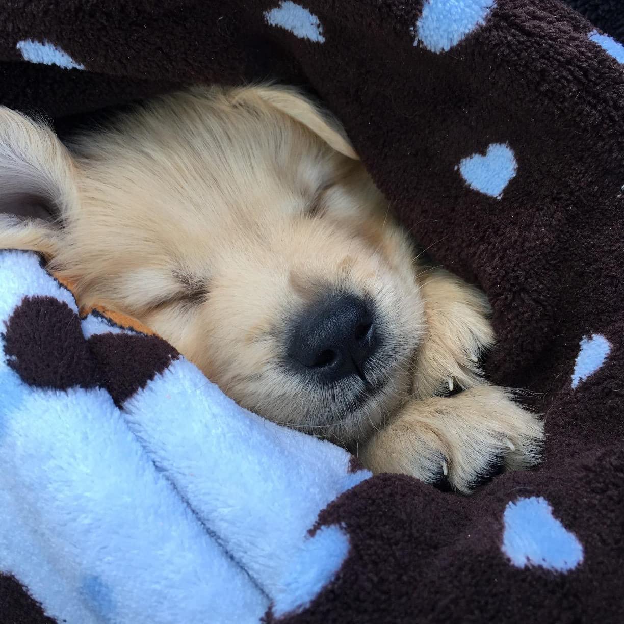 Tela duradera y lavable del kit Snuggle Puppy.