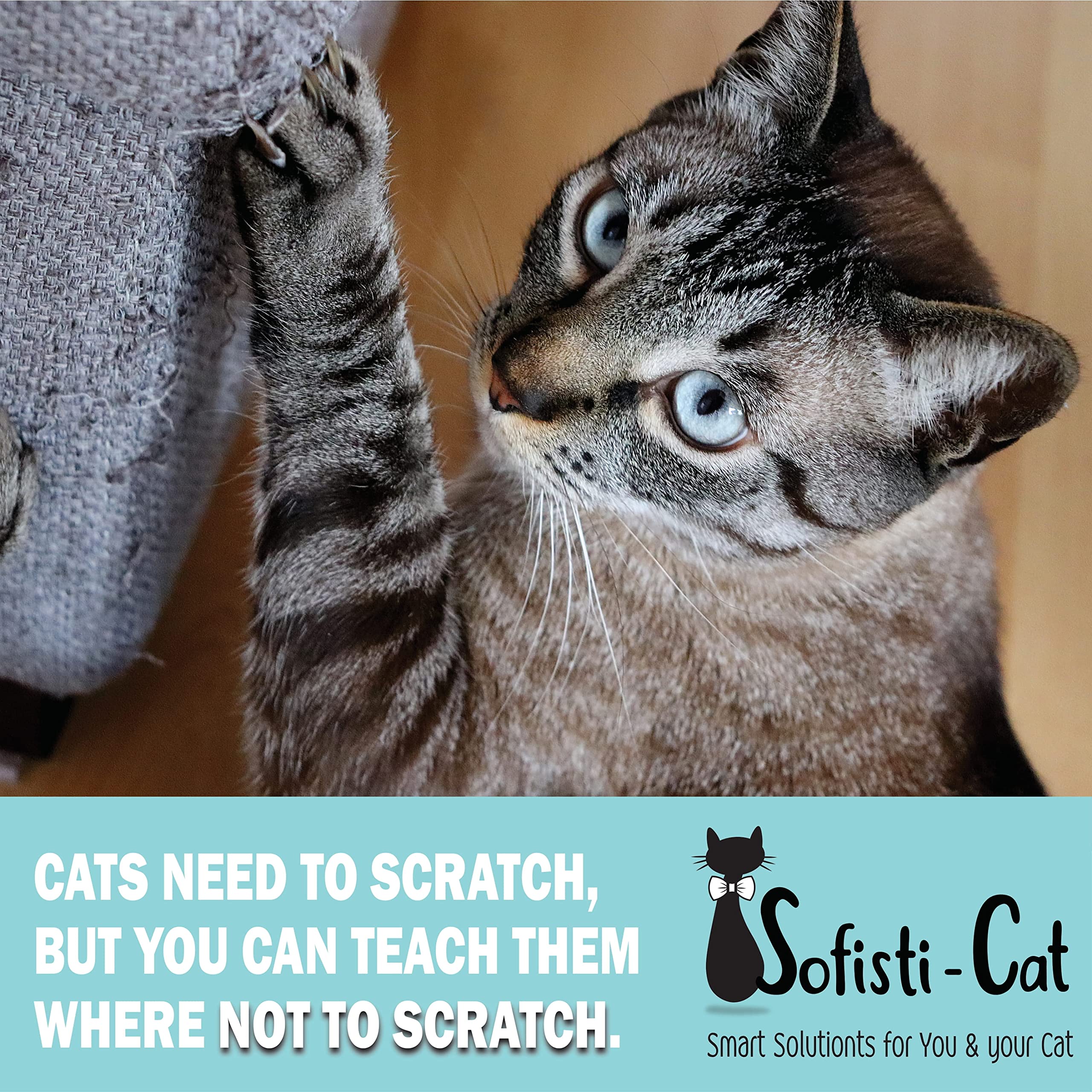 Sofisti-Cat application facile sur meubles, idéale pour l'entraînement.
