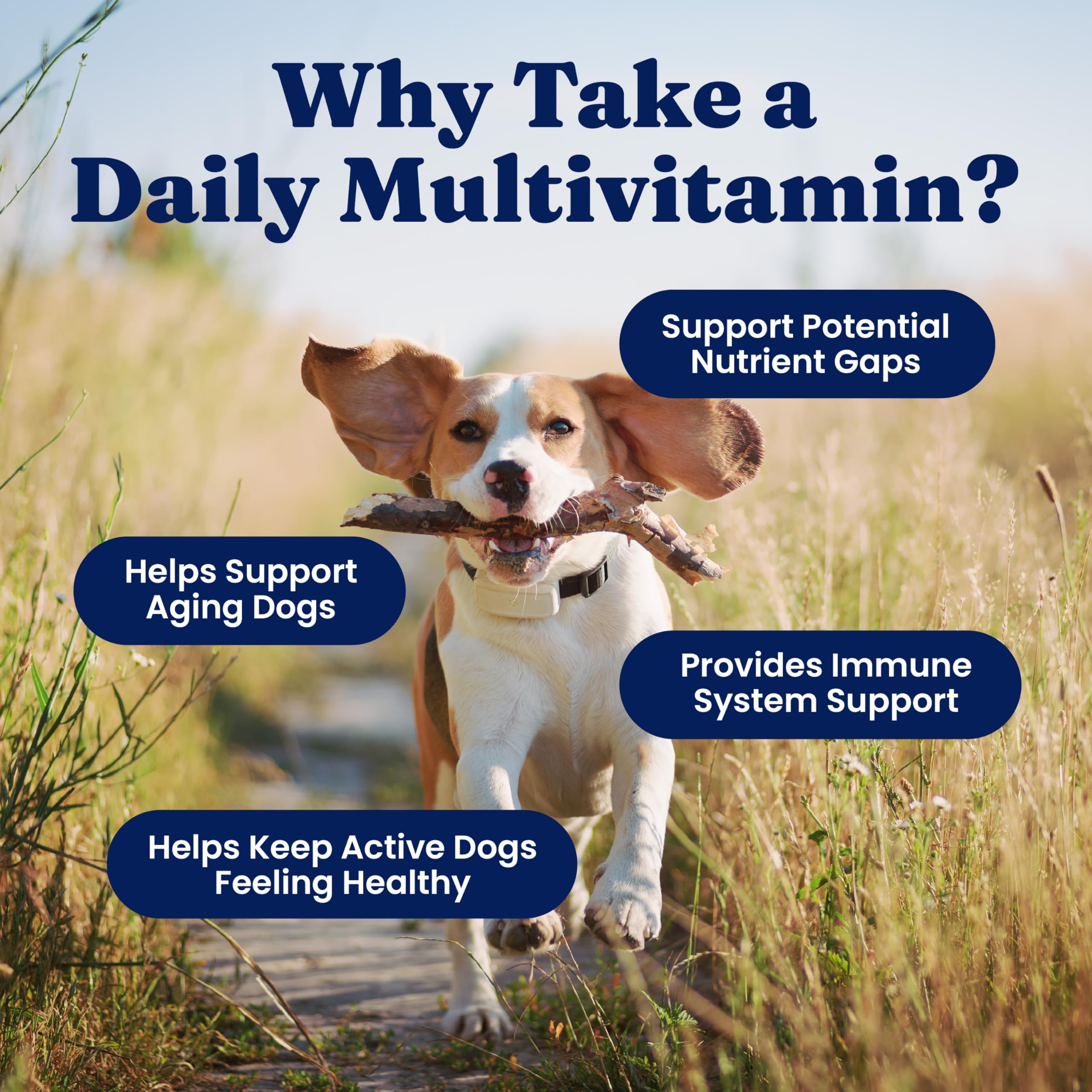 Solid Gold Dog Multivitamin, antioxidantes para soporte de inmunidad y bienestar.