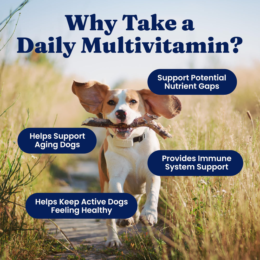 Solid Gold Dog Multivitamin, antioxidantes para soporte de inmunidad y bienestar.