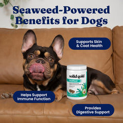 Solid Gold SeaMeal masticables refuerza la inmunidad y vitalidad en mascotas.