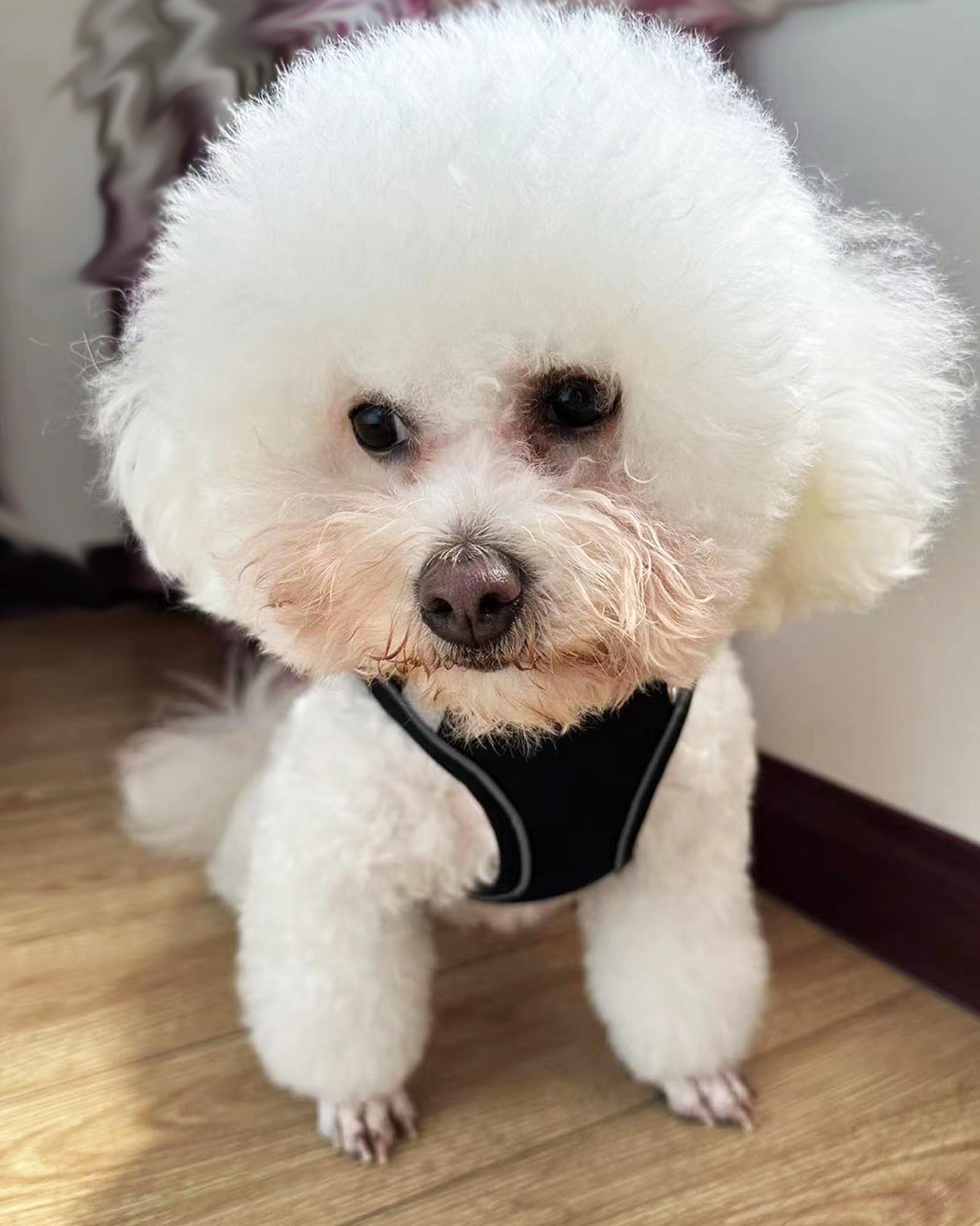Solmoony arnés perro velcro sin pelo evita enredos