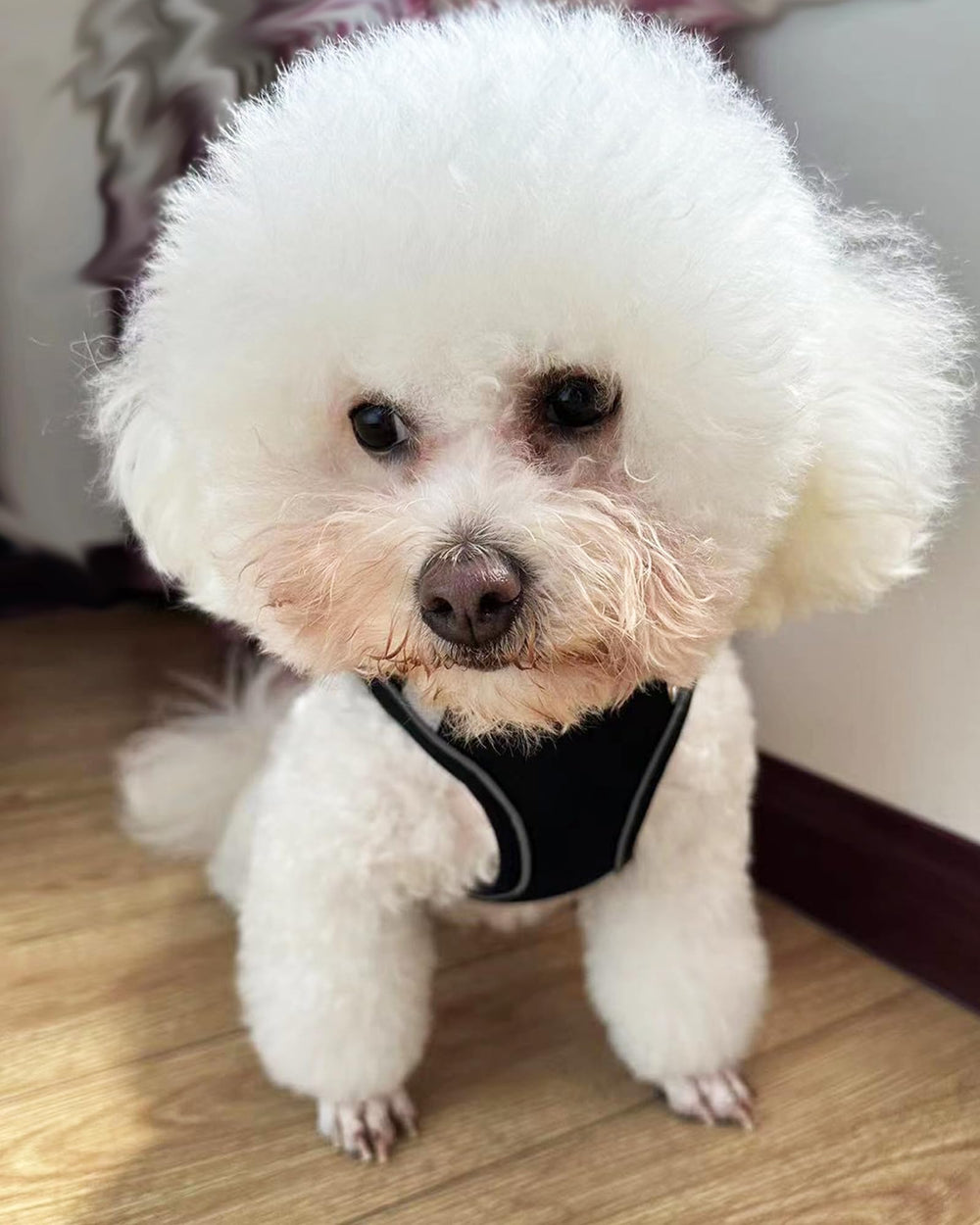 Solmoony arnés perro velcro sin pelo evita enredos