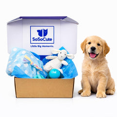 SoSoCute kit perrito 5 piezas: todo lo esencial para un cachorro