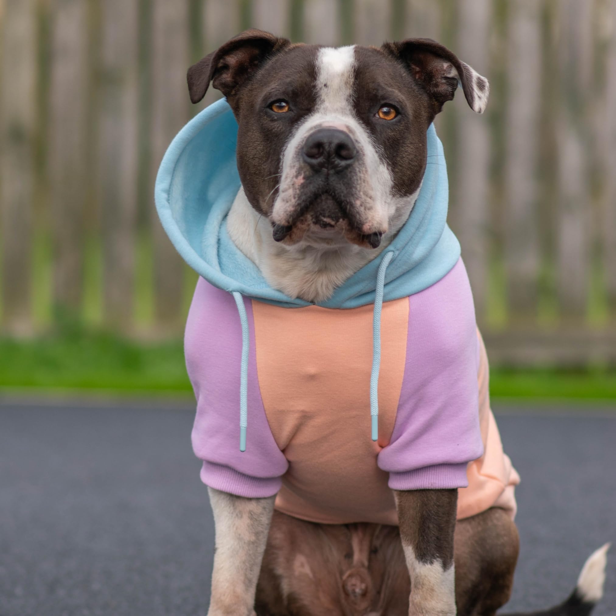 Sudadera para perros Spark Paws, interior forro suave, calor ligero.