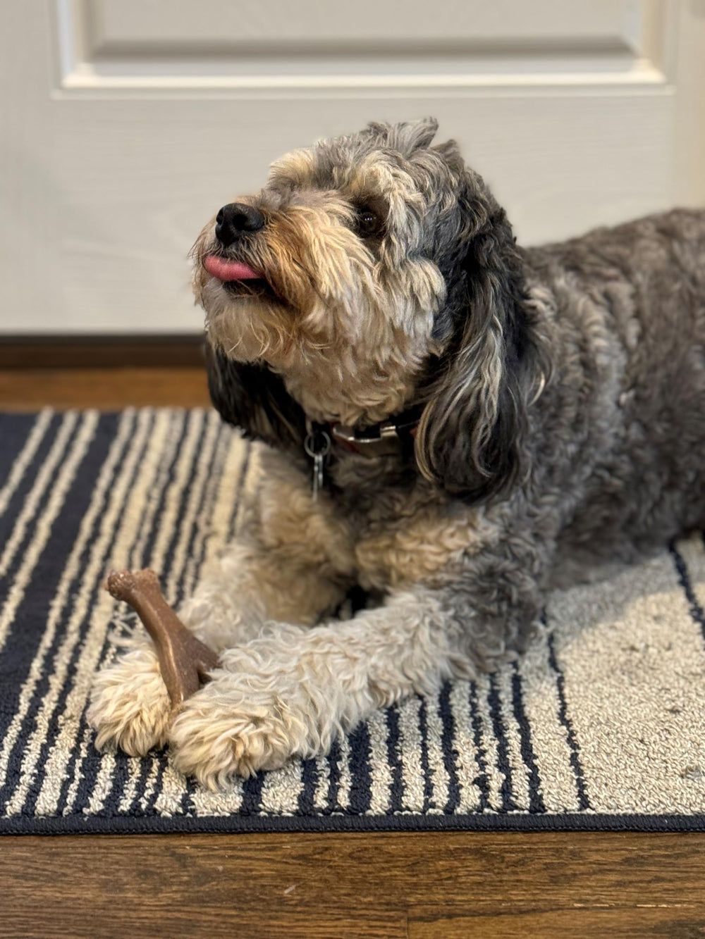 SPOT Bam-Bones durabilidad alta para perros pequeños