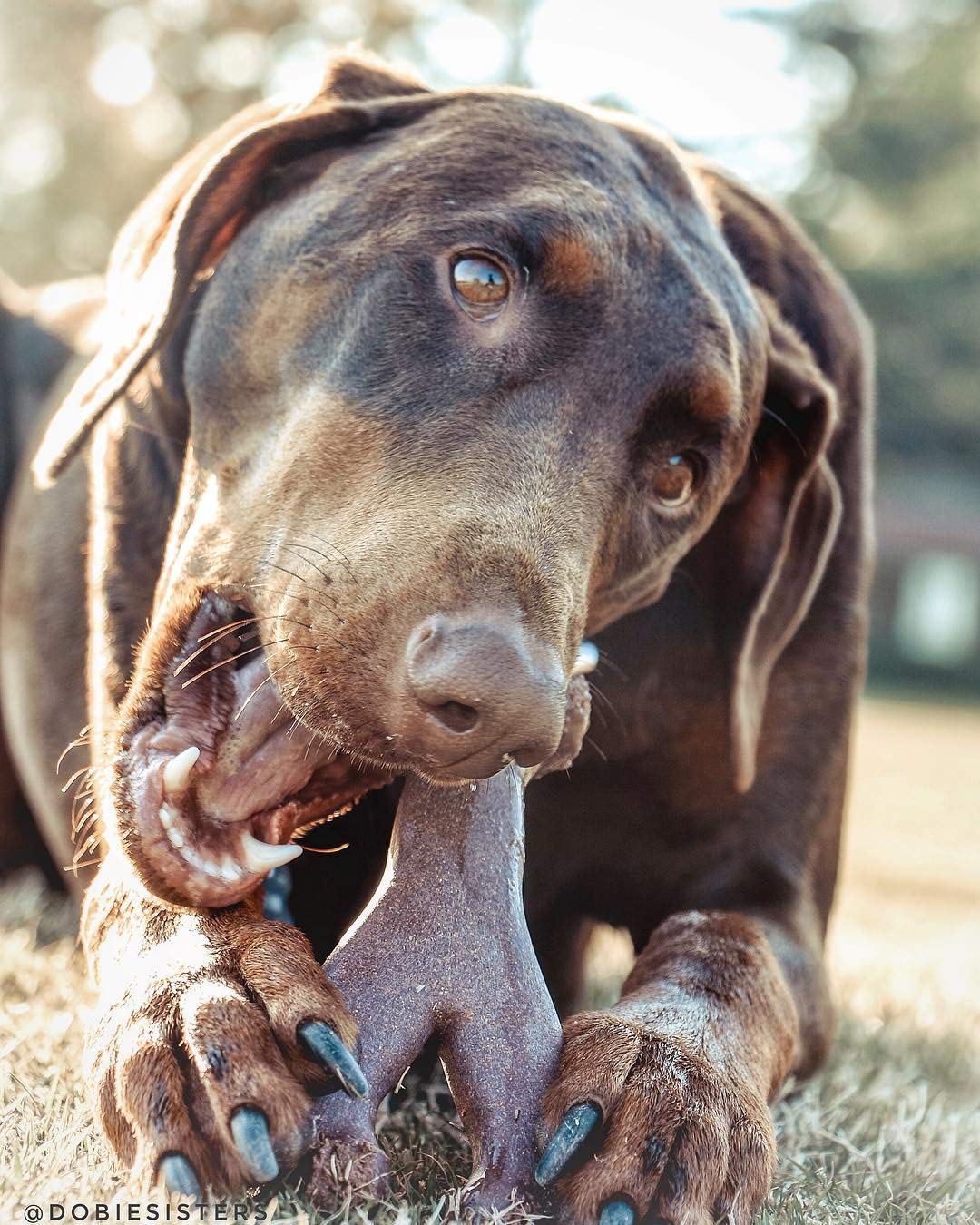 SPOT Bam-Bones tamaño grande para perros grandes y potentes