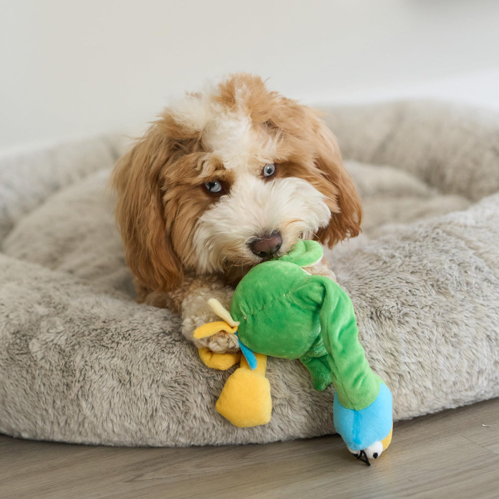 SPOT Chirpies colores surtidos para variedad y curiosidad