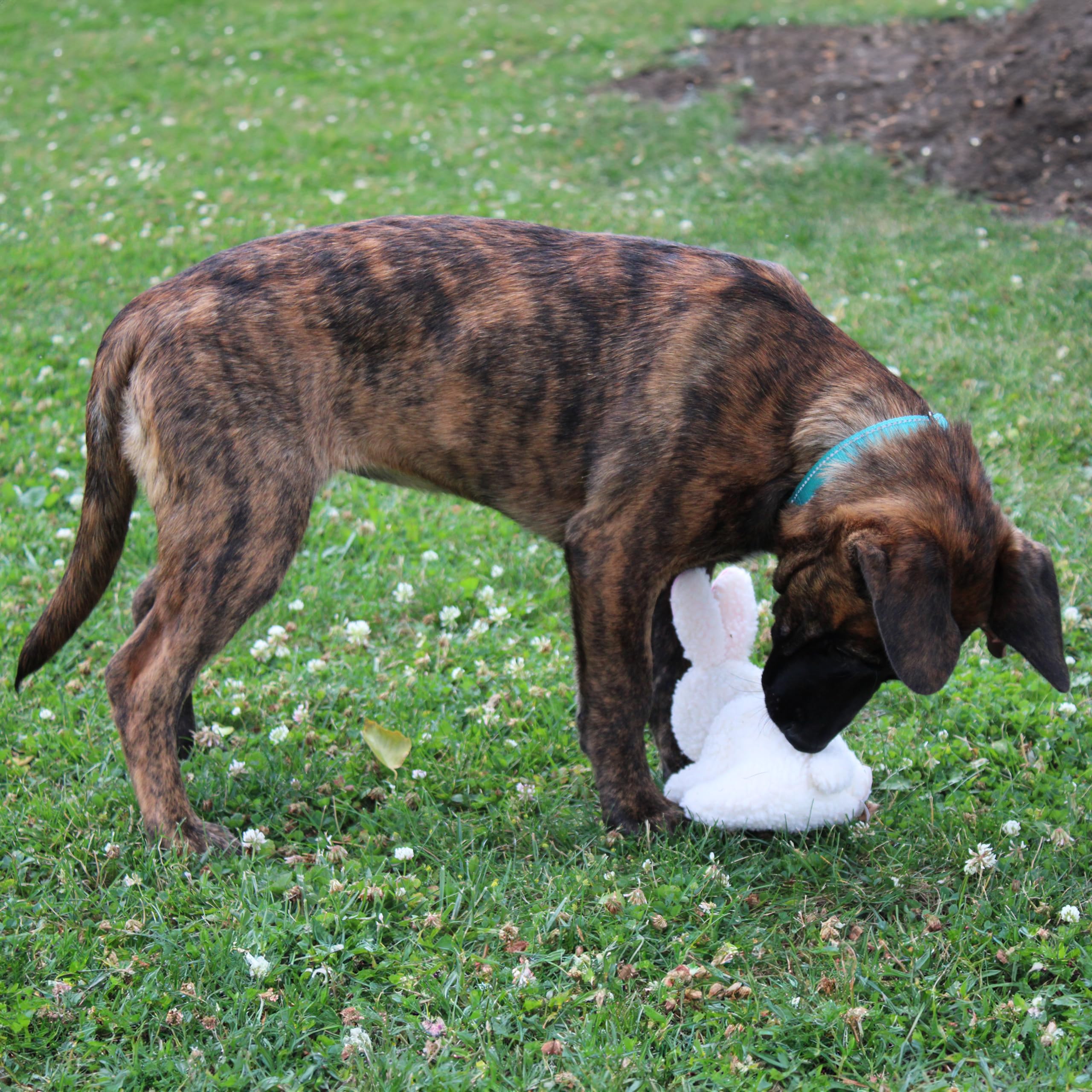 SPOT conejo de 6 pulgadas, tamaño compacto para perros pequeños.