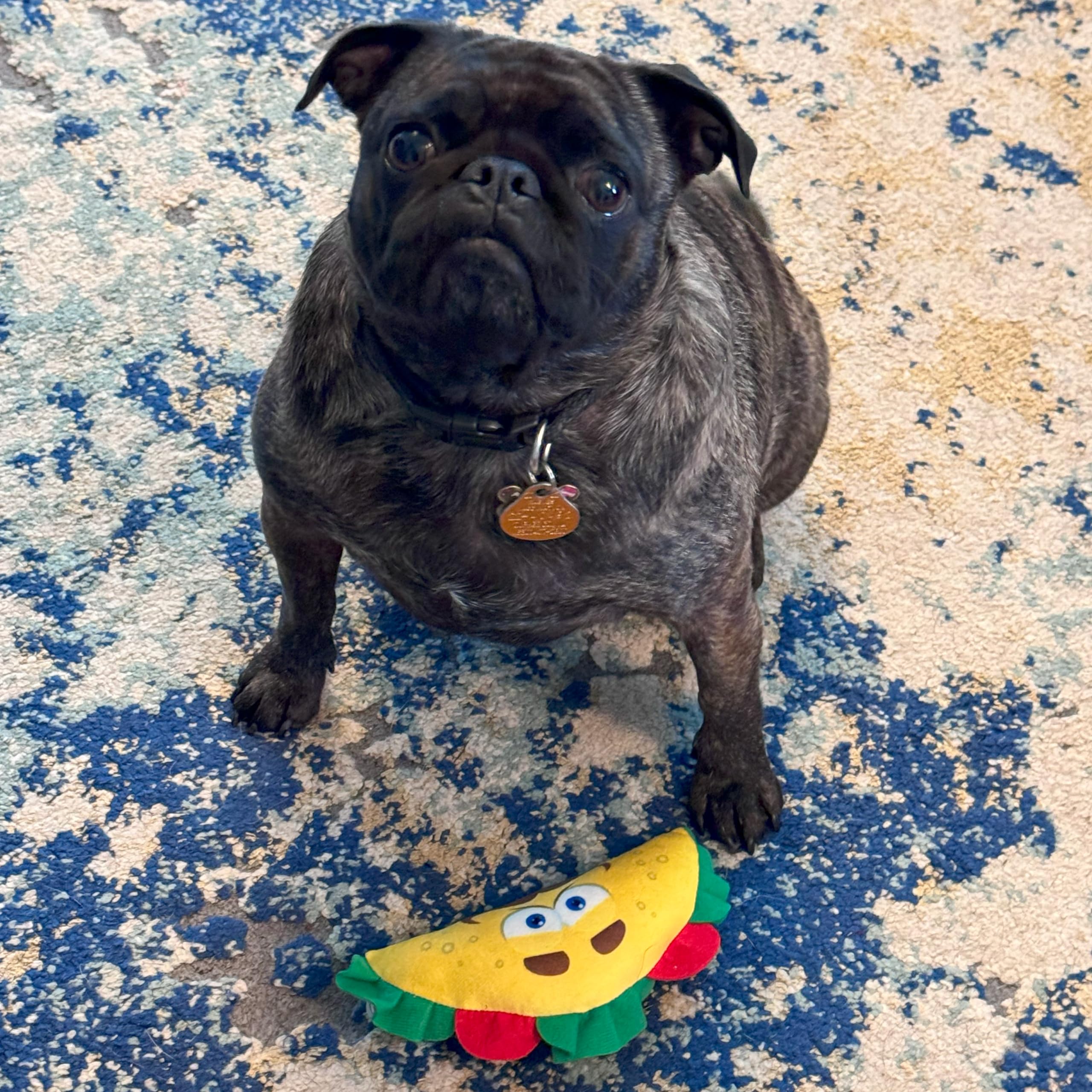 SPOT Fun Food Taco, regalo perfecto para el cumpleaños del perro.