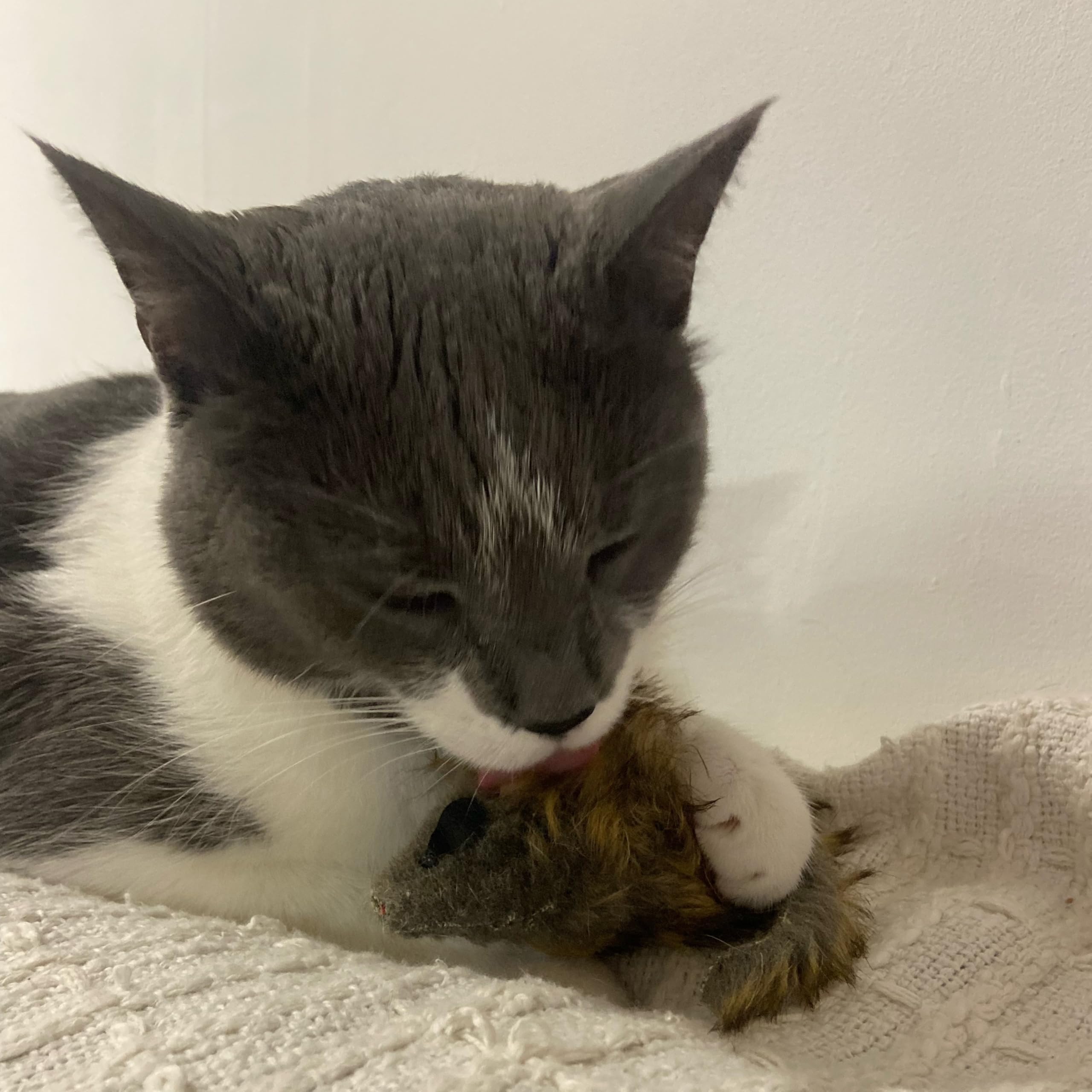 Gato jugando con SPOT ratón peluche.