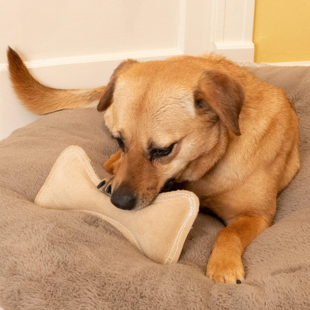 SPOT Hueso apto para perros medianos y grandes.