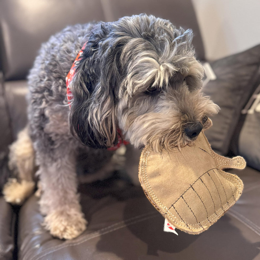 SPOT mapache: juguete con chirriador para estimulación interactiva.