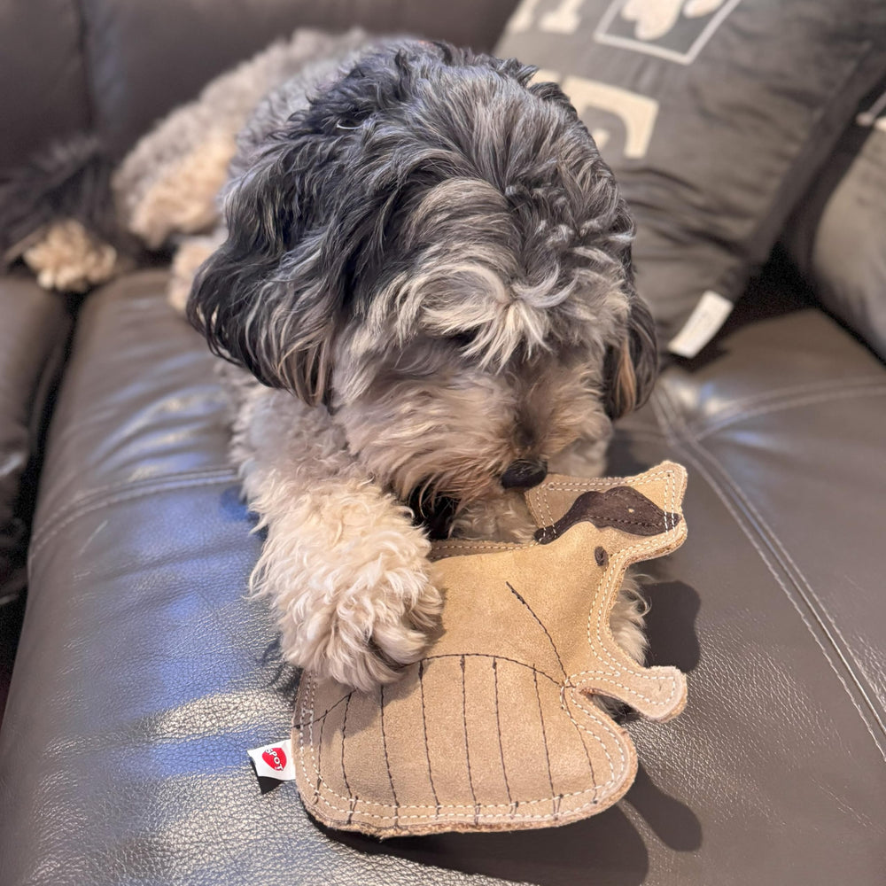 SPOT mapache: material ético y seguro para mascotas.