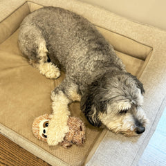 SPOT Perezoso Divertido, juego-interactivo-perro, ideal para jugar en casa.