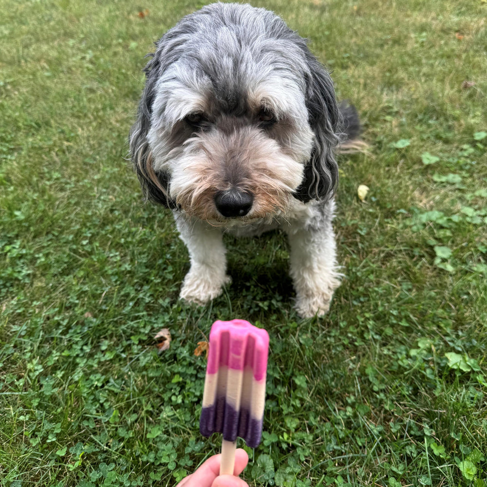 SPOT Pup Ice consumo recomendado tras sacar del congelador
