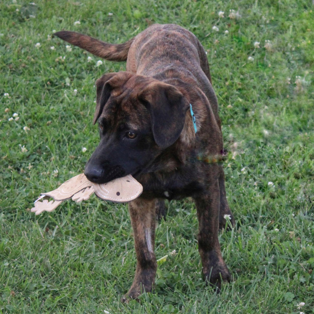 SPOT Skinneeez Lagarto, duradero para perros medianos y grandes con masticación moderada.